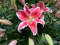 Lilium pink